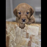 Labrador Retriever - Both