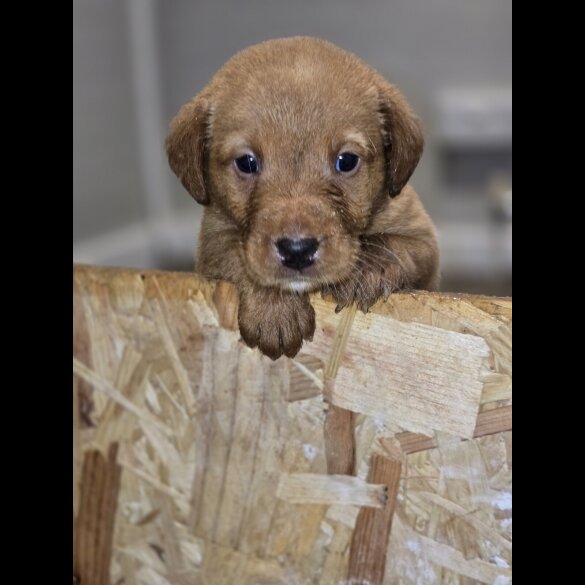 Labrador Retriever - Both