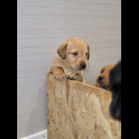 Labrador Retriever - Both