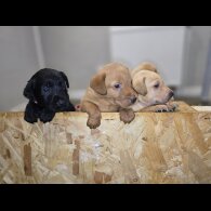 Labrador Retriever - Both