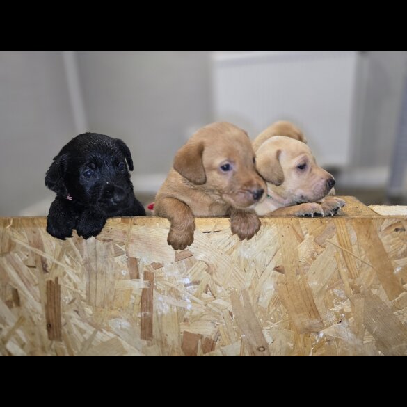 Labrador Retriever - Both