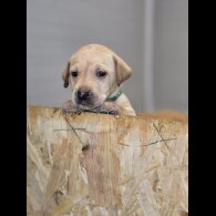 Labrador Retriever - Both