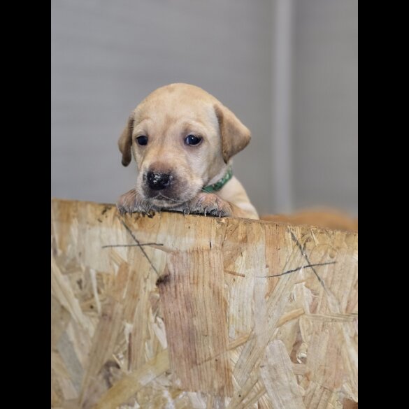 Labrador Retriever - Both