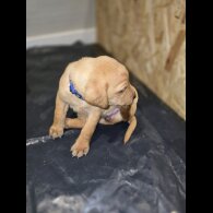 Labrador Retriever - Both
