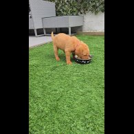 Labrador Retriever - Both