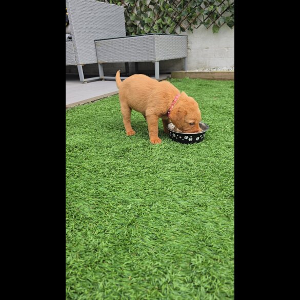 Labrador Retriever - Both