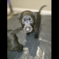 Labrador Retriever - Both