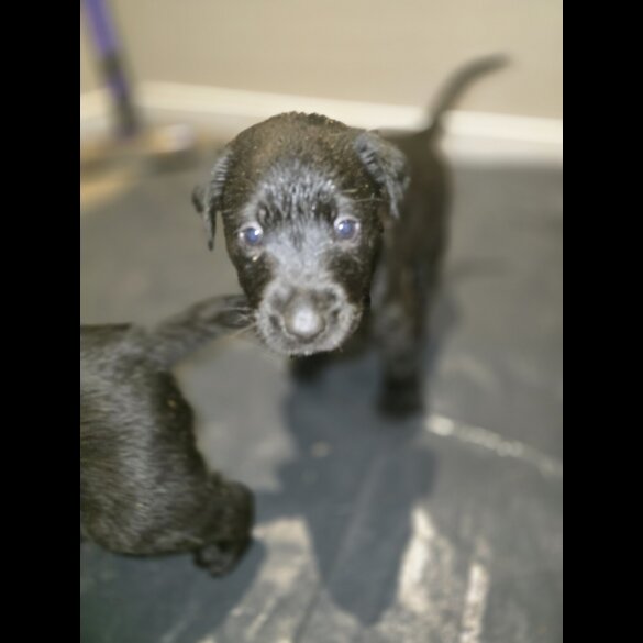 Labrador Retriever - Both