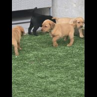 Labrador Retriever - Both