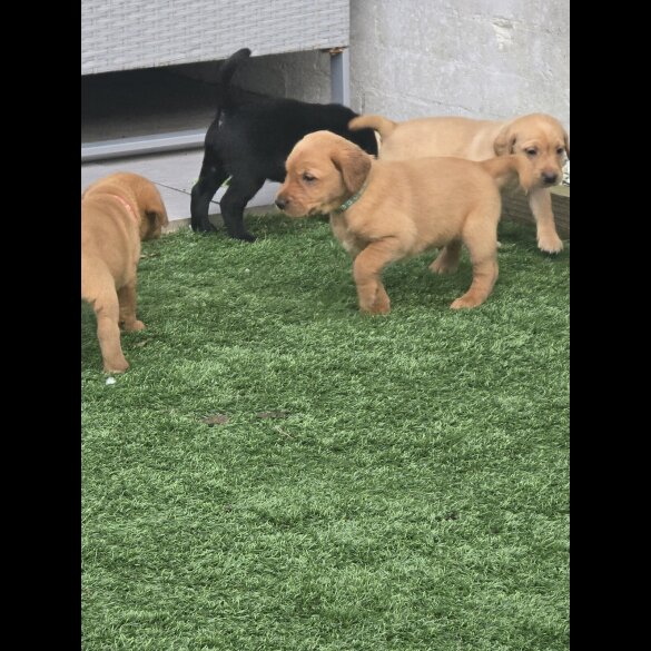 Labrador Retriever - Both