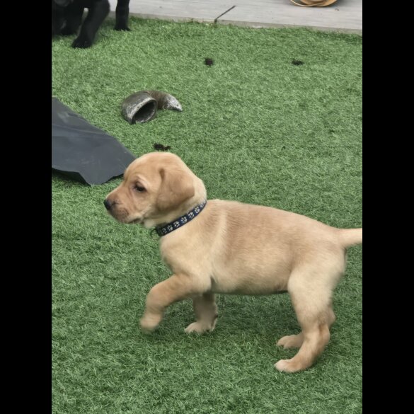 Labrador Retriever - Both
