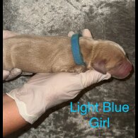 Labrador Retriever - Both