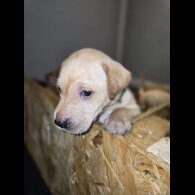 Labrador Retriever - Both