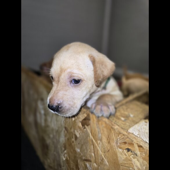 Labrador Retriever - Both