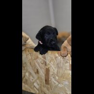 Labrador Retriever - Both