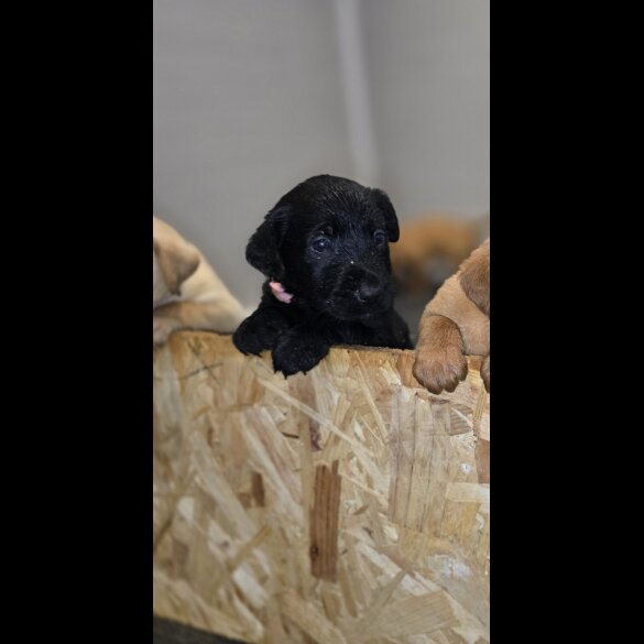 Labrador Retriever - Both