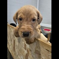 Labrador Retriever - Both