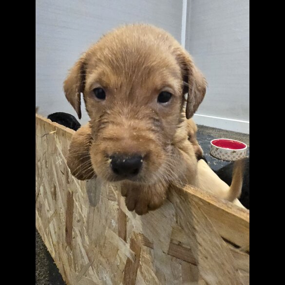 Labrador Retriever - Both