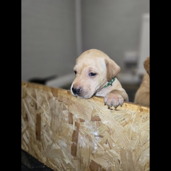Labrador Retriever - Both
