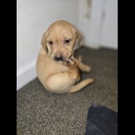 Labrador Retriever - Both