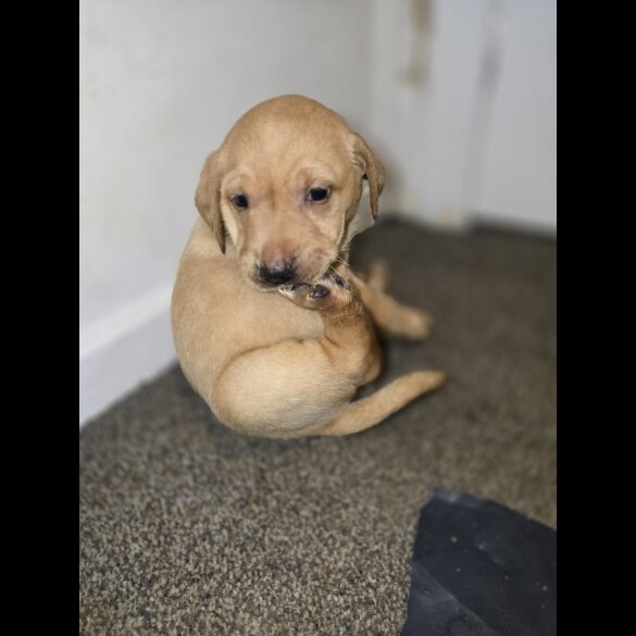 Labrador Retriever - Both