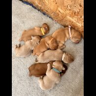 Labrador Retriever - Both