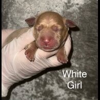 Labrador Retriever - Both