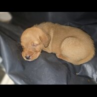 Labrador Retriever - Both