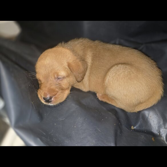 Labrador Retriever - Both
