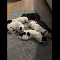 Cockapoo - Dogs