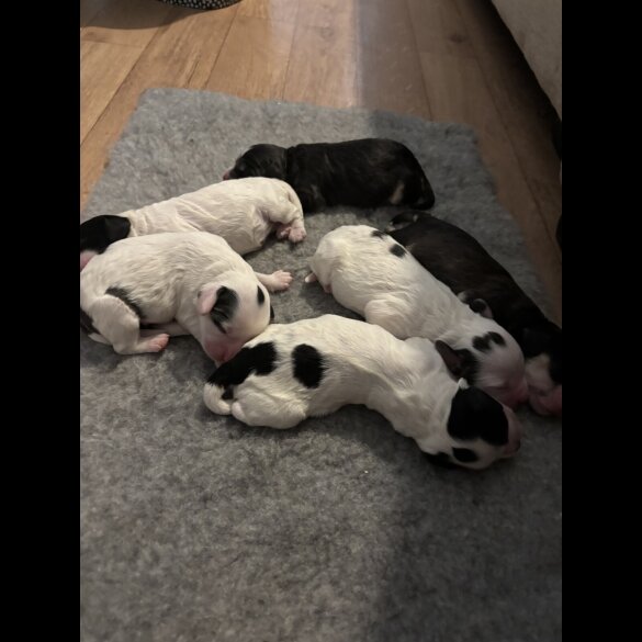 Cockapoo - Dogs
