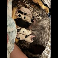 Cockapoo - Dogs
