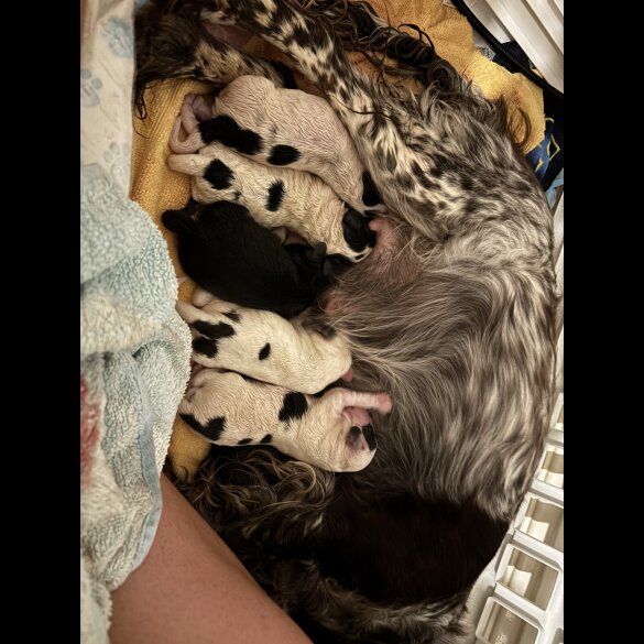 Cockapoo - Dogs