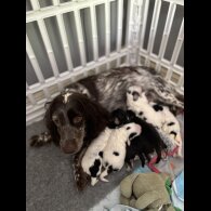 Cockapoo - Dogs