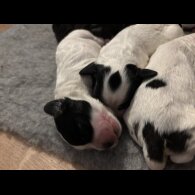 Cockapoo - Dogs