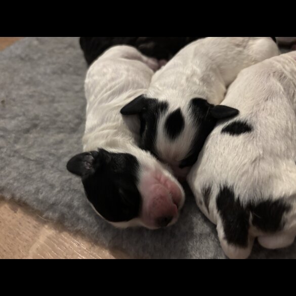 Cockapoo - Dogs