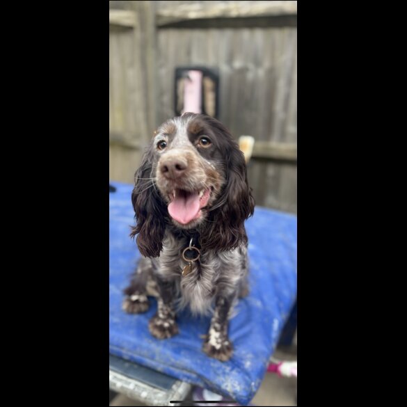 Cockapoo - Dogs