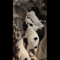 Cockapoo - Dogs