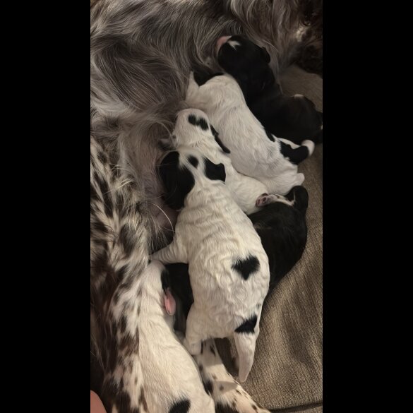 Cockapoo - Dogs