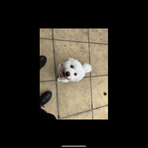 Cockapoo - Dogs