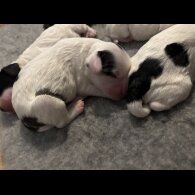 Cockapoo - Dogs