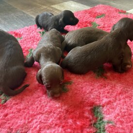 Dachshund (Standard &amp; Miniature) - Both
