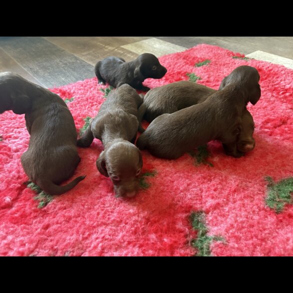 Dachshund (Standard &amp; Miniature) - Both