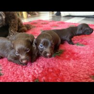 Dachshund (Standard &amp; Miniature) - Both