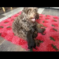 Dachshund (Standard &amp; Miniature) - Both