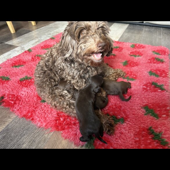 Dachshund (Standard &amp; Miniature) - Both