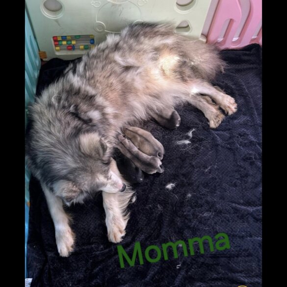 Alaskan Malamute - Bitches