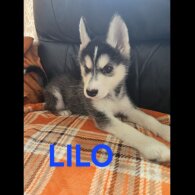 Alaskan Malamute - Bitches
