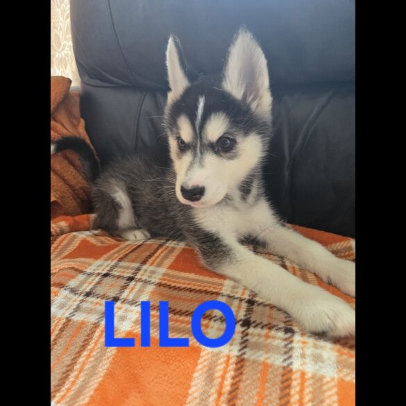 Alaskan Malamute - Bitches