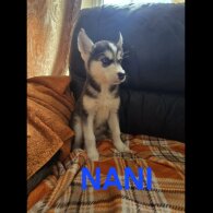 Alaskan Malamute - Bitches